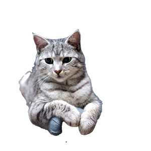 Charming Tabby Cat Relaxing On A Gray Armchair, Showcasing Its Fluffy Fur And Attentive Gaze. 14158 - Cat PNG image with transparent background